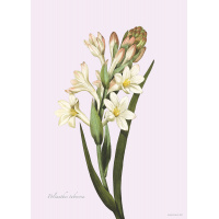 Flora Danica kunsttryk med tuberose - flere str. A3 (29,7 x 42 cm)